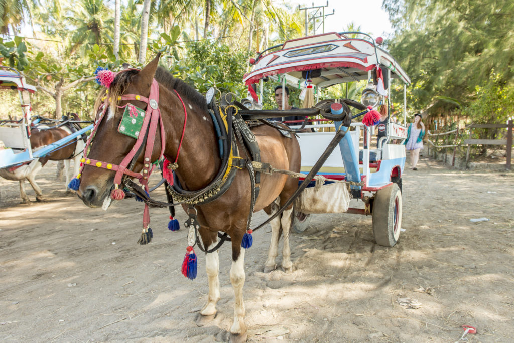 Il mezzo di trasporto a Gili Air: carretto trainato da un cavallo