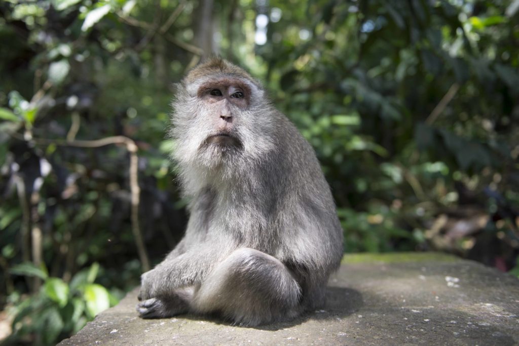 Monkey Forest, Ubud