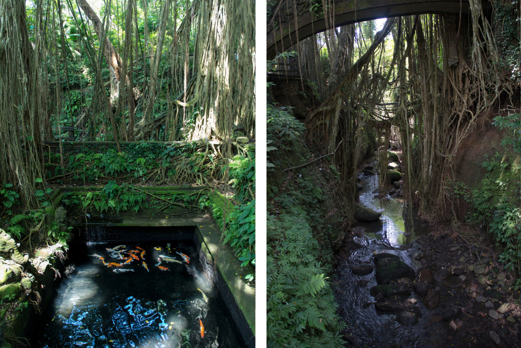 Monkey Forest, Ubud